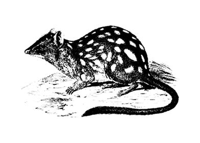 quoll