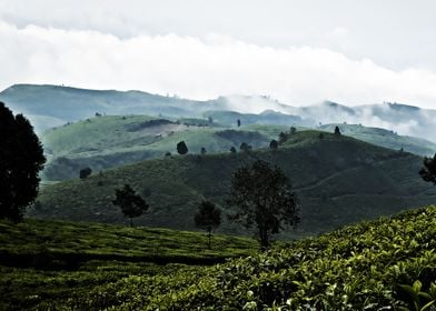 tea plantation