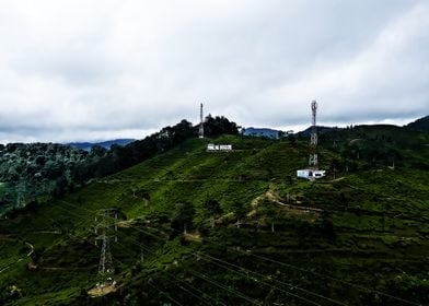 tea plantation