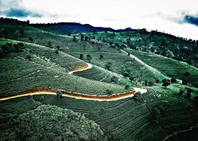 tea plantation