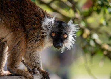 Lemur in the Trees