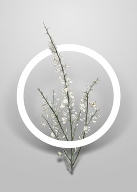Vintage White Broom Flower