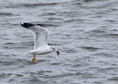 Seagull with fish in mouth