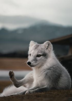 Iceland White Fox