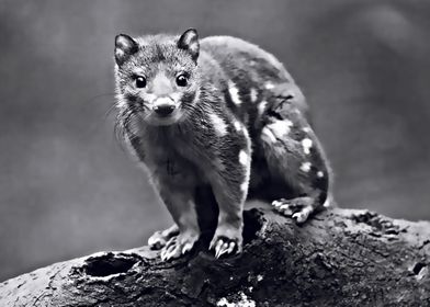 quoll