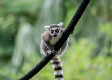 Lemur