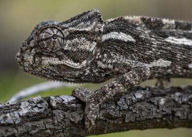 Mediterranean Chameleon