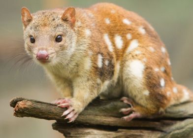 quoll