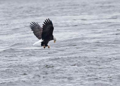 Bald eagle fishing