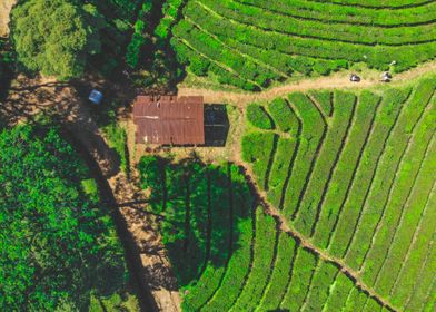 tea plantation