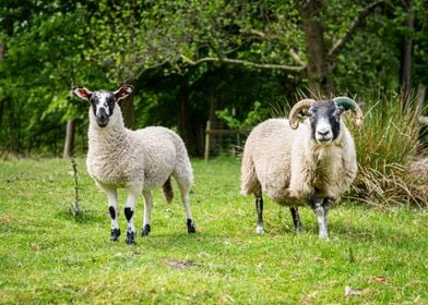 Sheep in Summer Sun