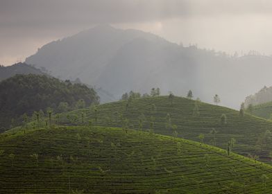 tea plantation