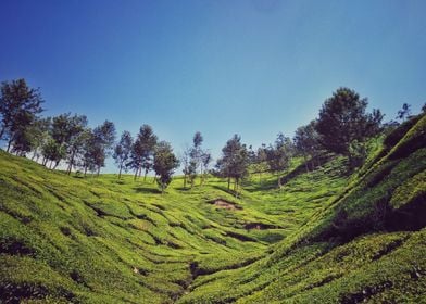 tea plantation