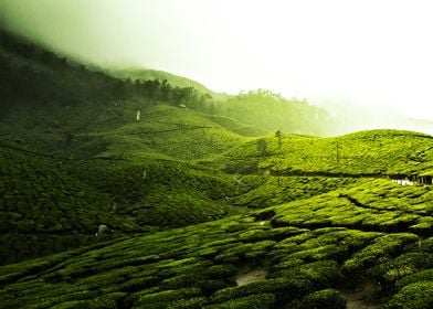 tea plantation