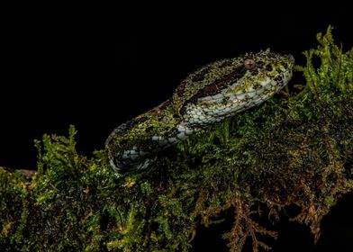 Eyelash Viper Portrait 