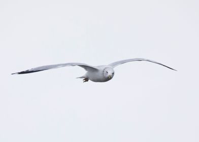 Ring billed gull in flight