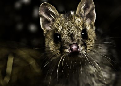 quoll