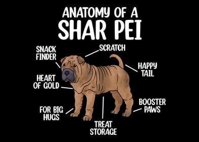 Anatomy Of A Shar Pei