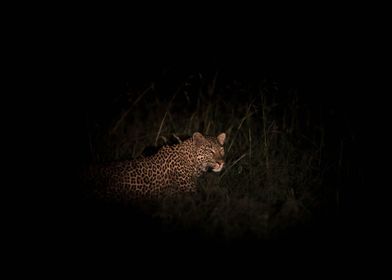 Female Leopard at Night