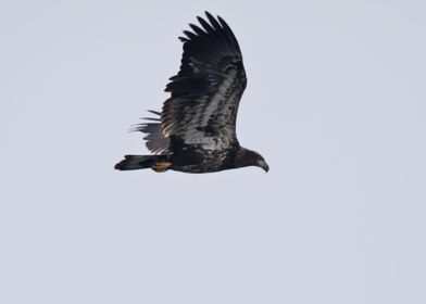 Juvenile bald eagle flying