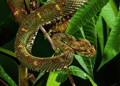 Palm Viper Ready to strike