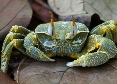 Maldivian Crab