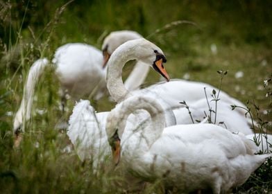 Swans in the Grass