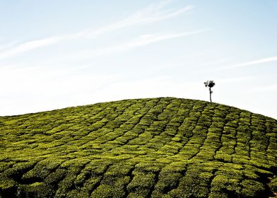 tea plantation