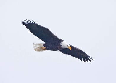 Bald eagle soaring 