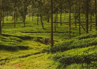 tea plantation