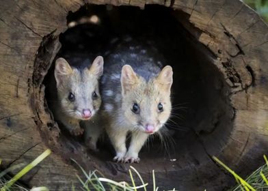 quoll