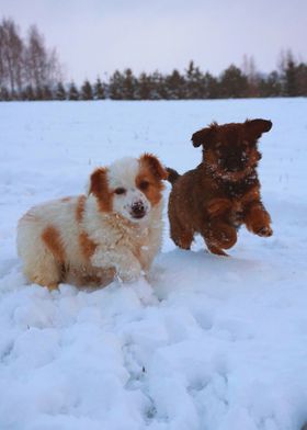 TWO PUPPIES