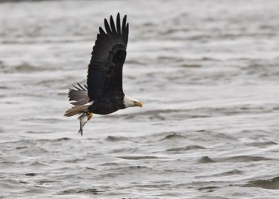 Bald eagle with fish 