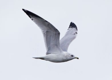 Gull flying in the sky