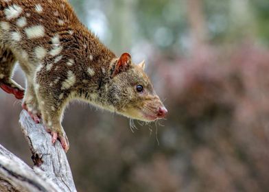 quoll