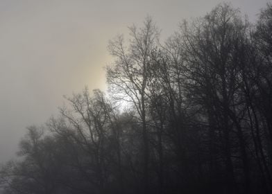 Mystic trees in the mist