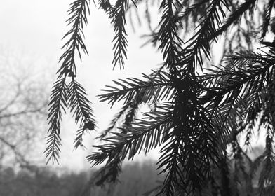 Pine tree black and white