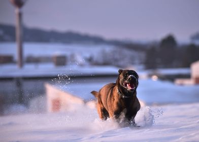DOGS PLAYING IN THE SNOW