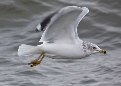 Seagull flying close up