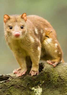 quoll