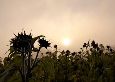Misty field of sunflowers 