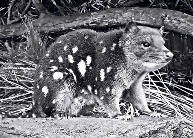 quoll