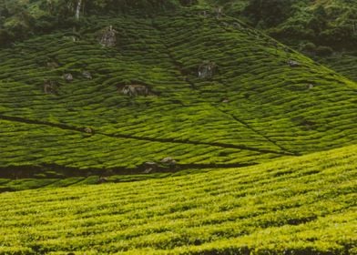 tea plantation