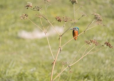 kingfisher