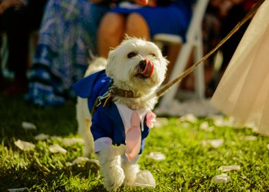 DOG WITH TIE