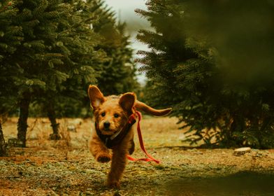 DOG RUNNING