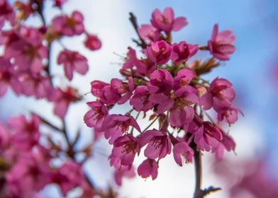 Beautiful flowers