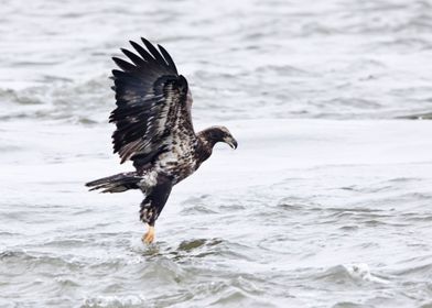 Eagle catching a fish