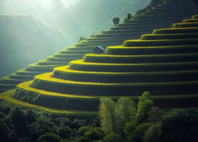 Traditional Rice Terraces