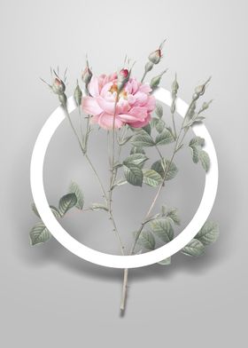 Anemone Sweetbriar Rose